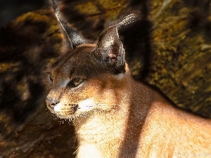 light breaking through sky, Caracal