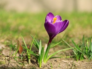 lilac, crocus