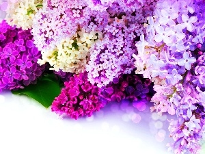 lilac, Flowers