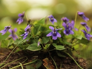 lilac, Flowers, fragrant violets