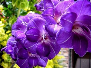 lilac, gladiolus
