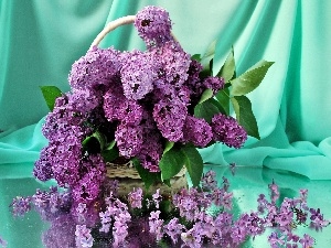 purple, lilac, bouquet