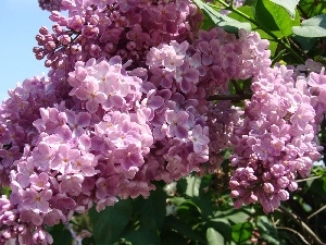 purple, lilac, bouquet