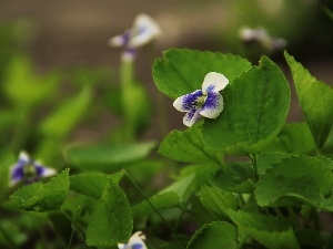 White, lilac, violet