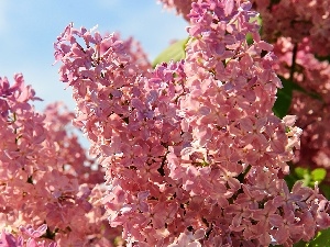 Lilacs, purple