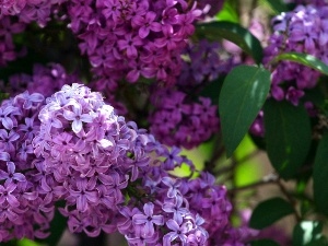 Lilacs, purple