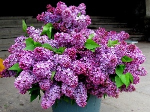 violet, Lilacs, bouquet