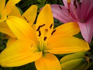 lilies, color