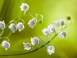 lilies, Flowers