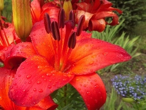 Orange, lilies, Flowers