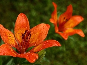 tiger Lilies, Orange