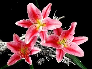 Tiger lily, Pink
