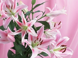 lilies, pink