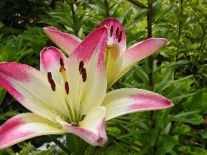 Pink, lilies, white