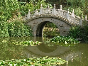 lilies, bridge, Park, water, Pond - car