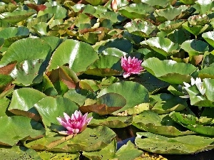 lilies, water, Pond - car