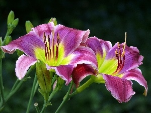 purple, Daylilies, Flowers