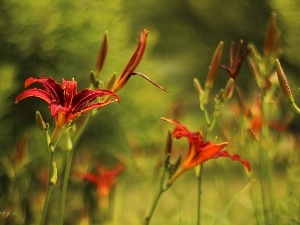 Daylilies, Red