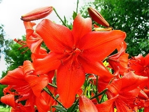 Red, lilies, beatyfull