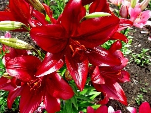 Red, lilies, Flowers