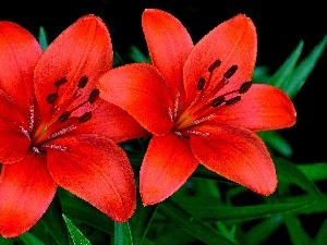 Red, lilies, Two