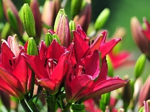 lilies, Red