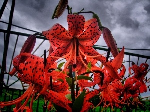 tiger Lilies, Flowers