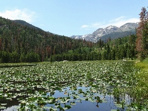 lilies, woods, River, water, Mountains