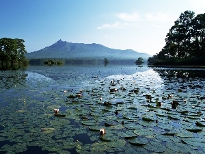 lilies, viewes, water, mountains, water, trees