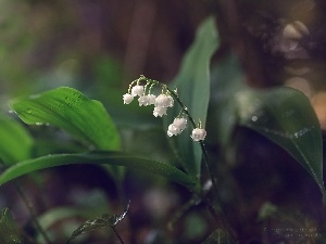 lilies, White