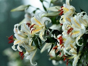 tiger Lilies, White