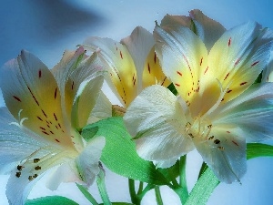 White, Alstroemeria, beatyfull