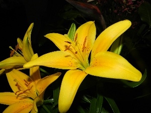 tiger Lilies, Yellow