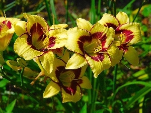 Daylilies, Yellow