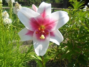 Lily, Pink, Beauty, white