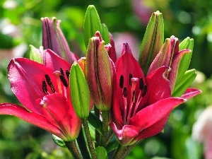 Lily, Buds, Colourfull Flowers