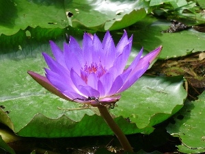 lily, Pond - car, Colourfull Flowers