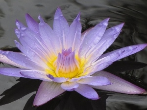 Lily, water, Colourfull Flowers