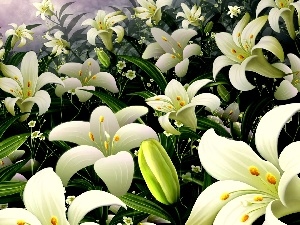 Lily, White, easter, Flowers