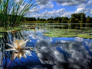 water-lily, lake