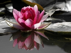 Leaf, water-lily, water