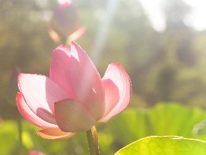 water-lily, Pink