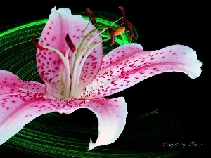 Tiger lily, Pink