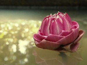 water-lily, Pink