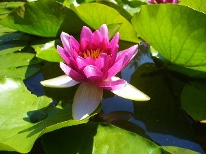 water-lily, Pink