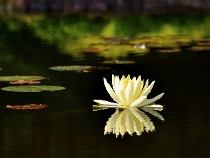 Lily, water, Pond - car