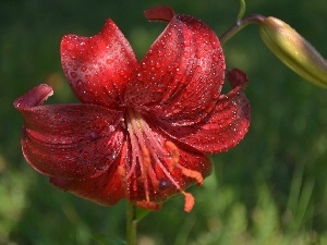 background, green ones, red hot, Tiger lily