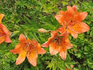 Tiger lily, Orange