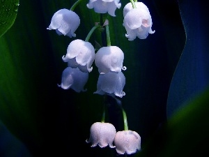 Lily of the Valley, flowers