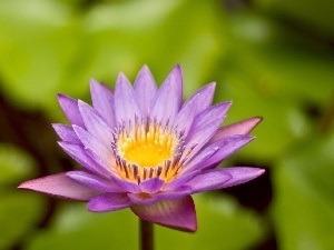 water-lily, Violet